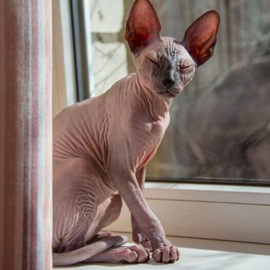 O gato Sphynx está parado no parapeito de uma janela