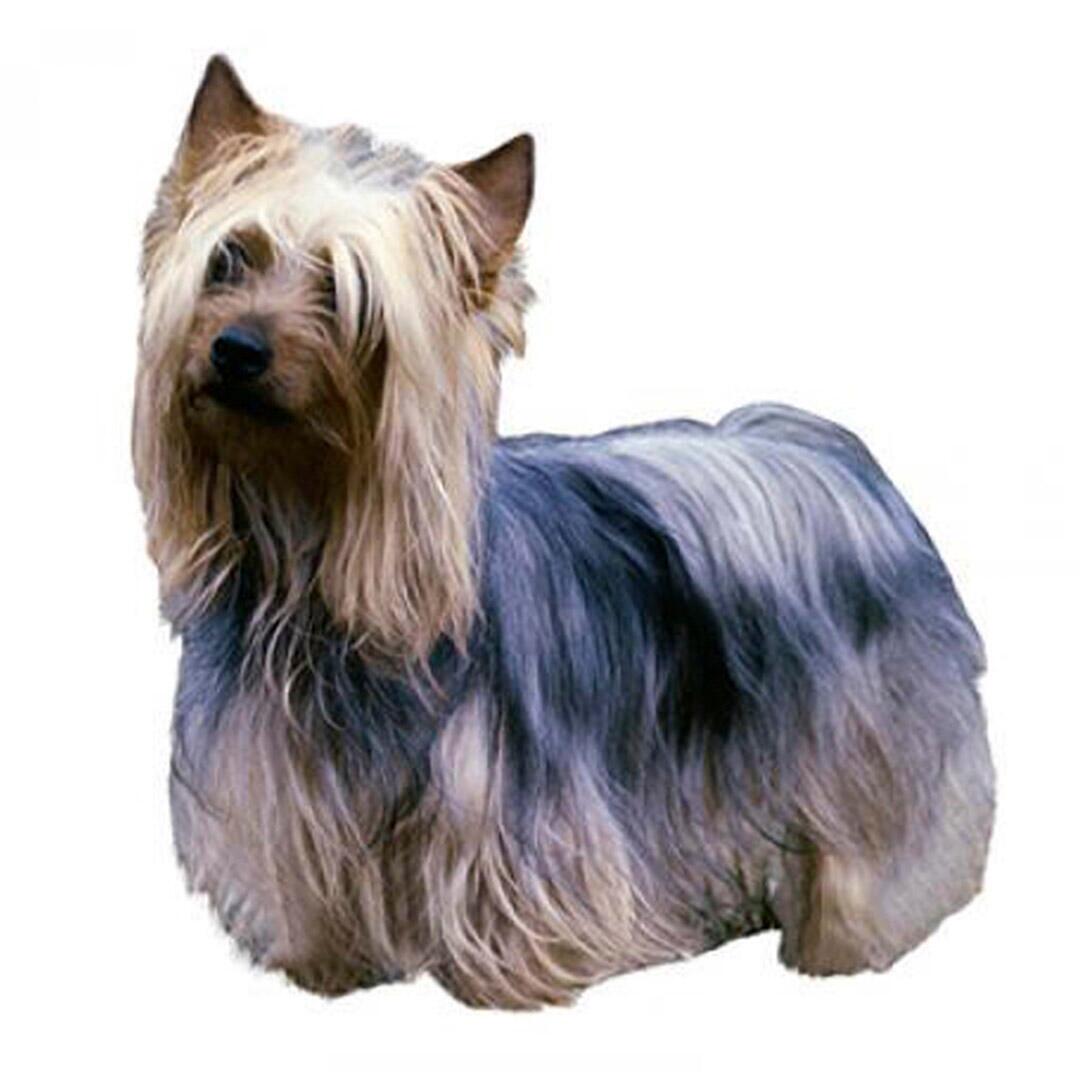 Raça de cão Australian Silky Terrier