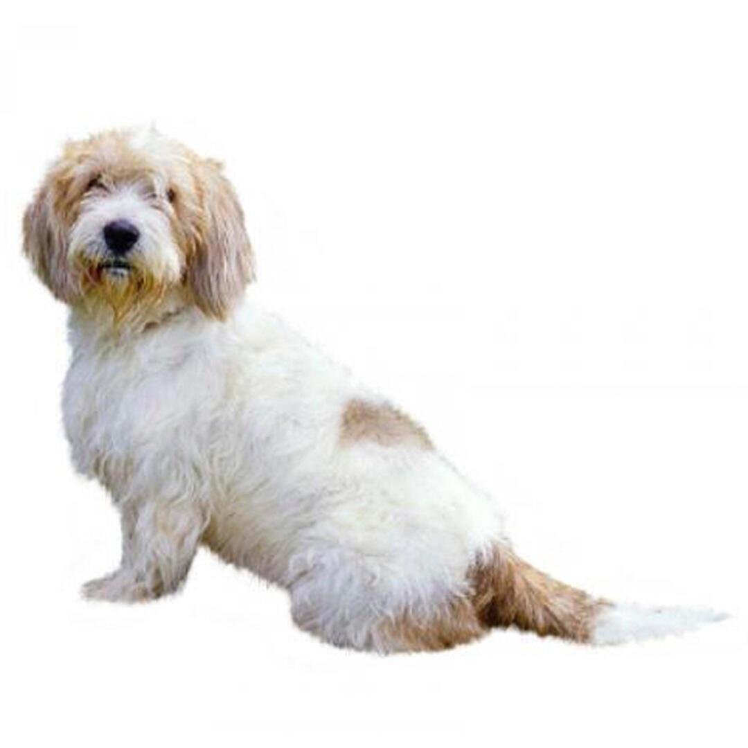 Raça de cachorro Pequeno Basset Griffon da Vendeia