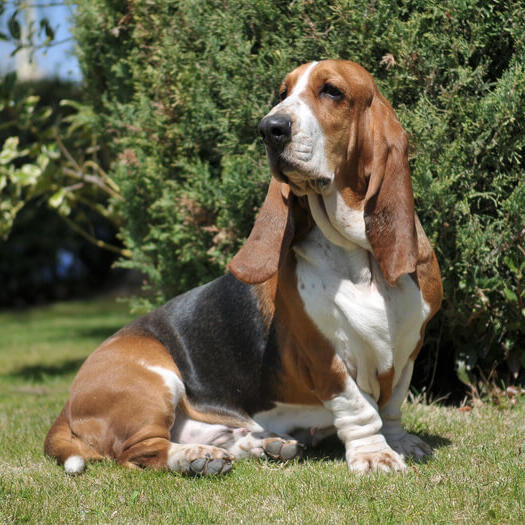 Basset hound tricolor sentado na grama.
