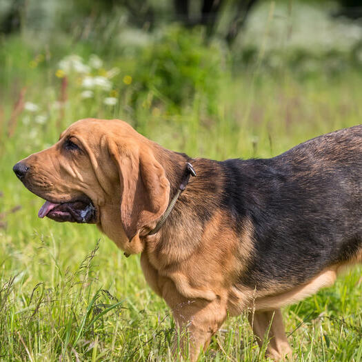 Raça de cão Bloodhound