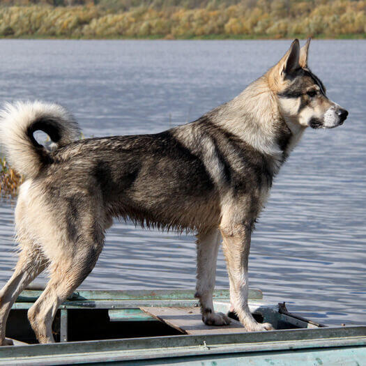 Cão esquimó canadense perto da água