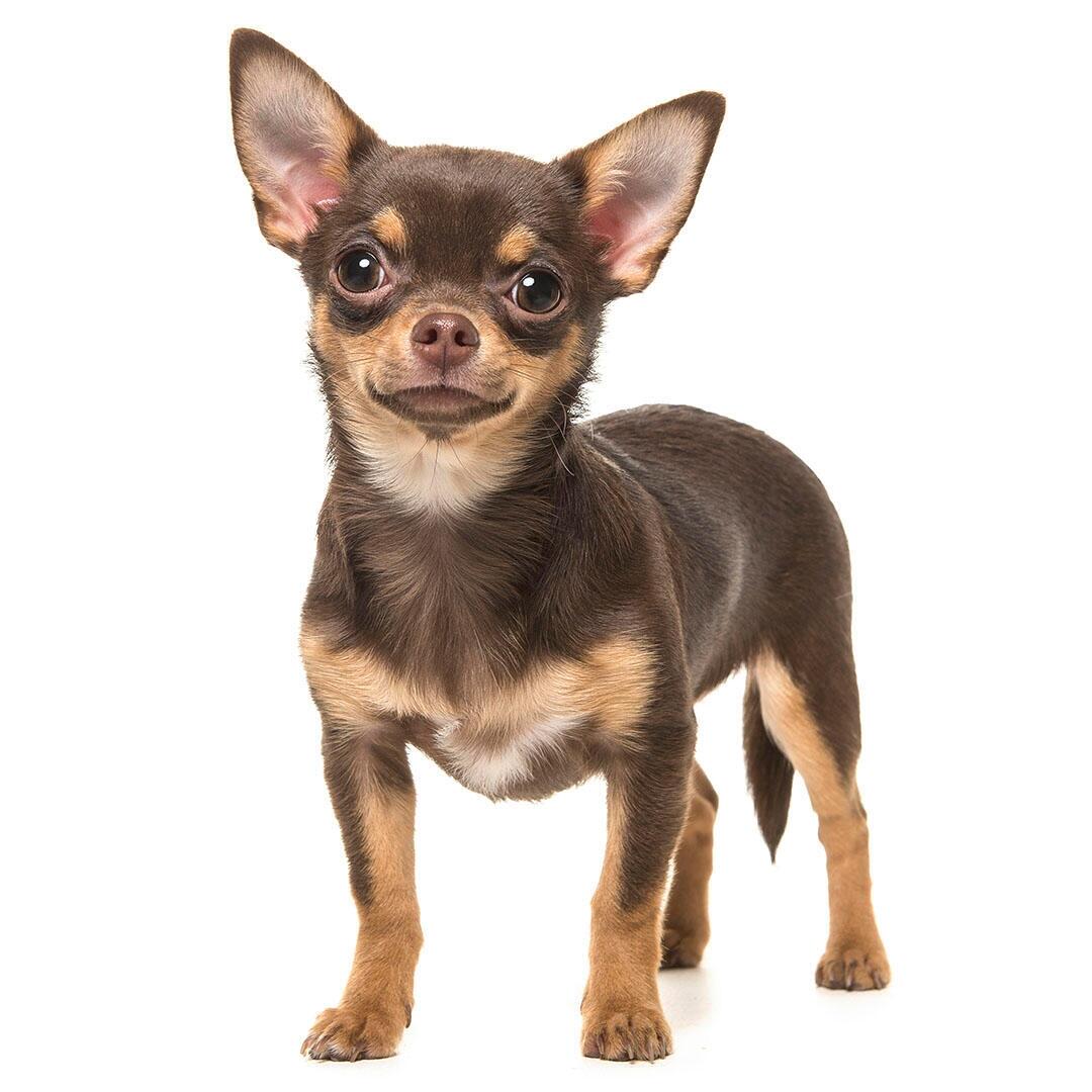 Raça de cachorro Chihuahua (Pelo Curto)