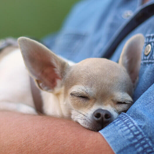Chihuahua dormindo nas mãos do homem.