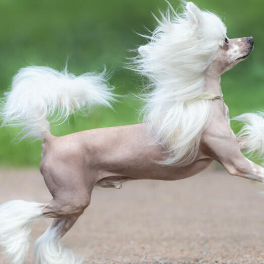 Cão de crista chinês correndo ao ar livre