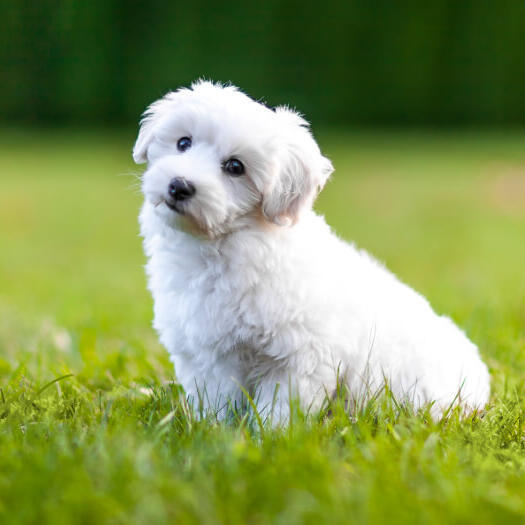 cachorro branco fofo sentado na grama