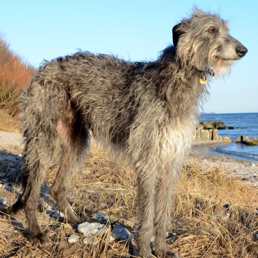 Deerhound cinza em pé na praia.