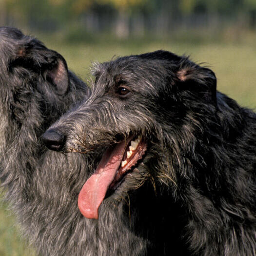 Dois Deerhounds de cabelos pretos sorrindo.