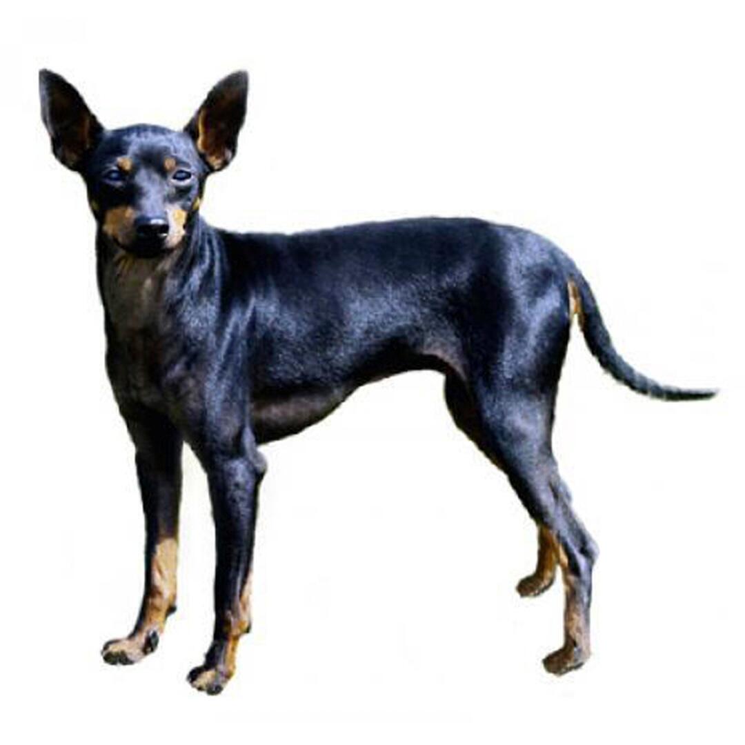 Raça de cachorro Toy Terrier inglês (preto e castanho)
