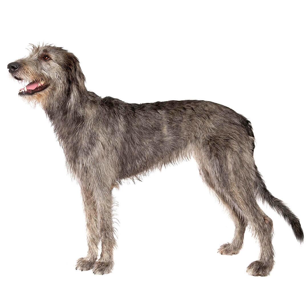 Raça de cão Wolfhound irlandês