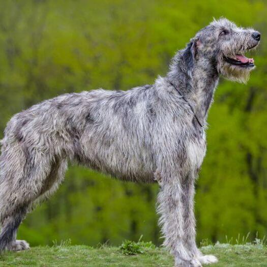 Wolfhound irlandês está parado perto da floresta