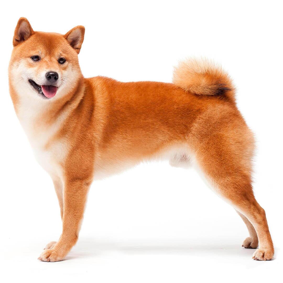 Raça de cachorro japonês Shiba Inu