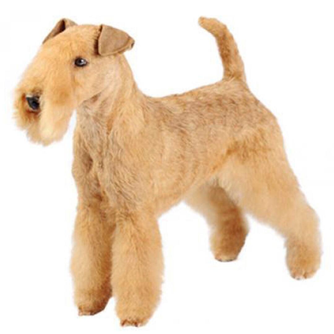 Raça de cães Lakeland Terrier