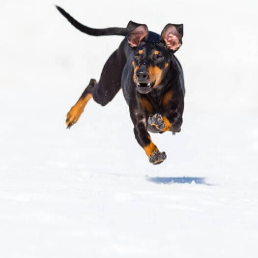 Cachorro correndo rápido na neve