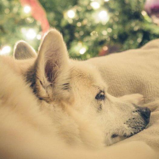 O Buhund norueguês está tirando uma soneca perto da árvore de Natal