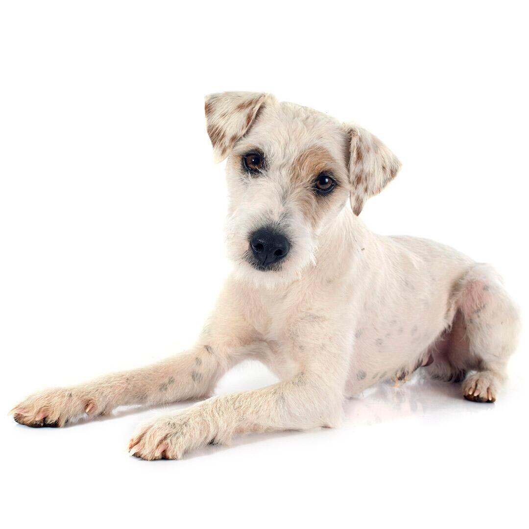 Raça de cachorro Parson Jack Russel Terrier
