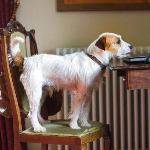 Parson Jack Russel Terrier na cadeira