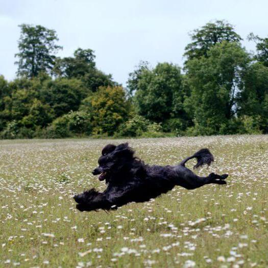 Cão de Água Português correndo no campo