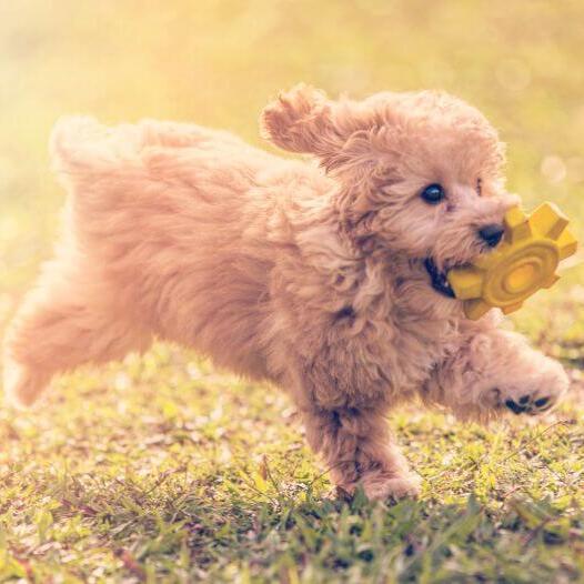 Poodle Toy está brincando e pulando no jardim em um dia quente de verão
