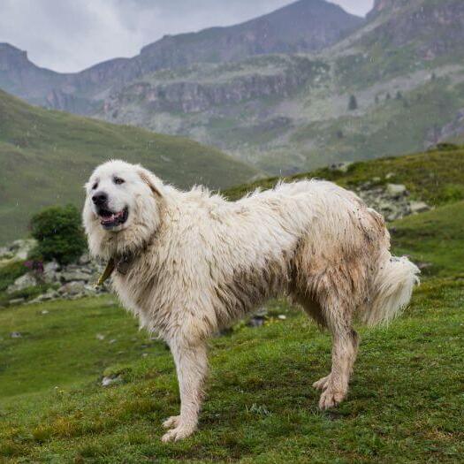 O Cão da Montanha dos Pirenéus está parado perto das encostas da montanha