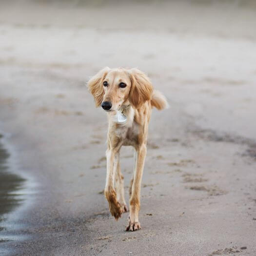 cachorro saluki correndo na praia