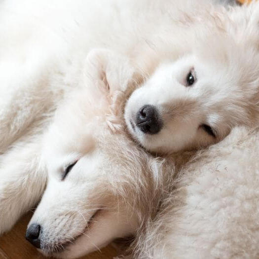 Dois cães Samoiedos dormindo