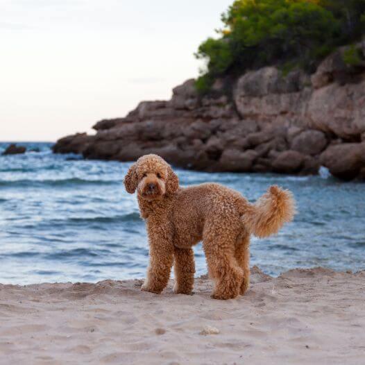 Cachorro parado na praia