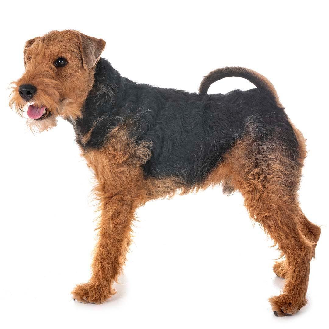 Raça de cachorro Welsh Terrier