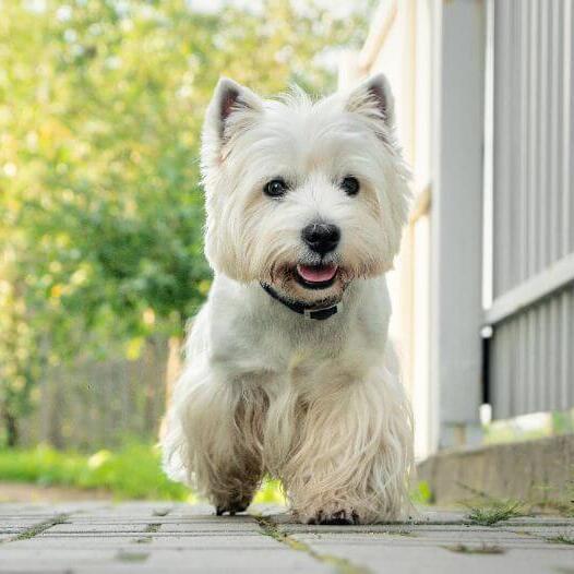 West Highland White Terrier andando no quintal