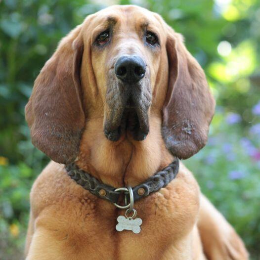Raça de cão Bloodhound