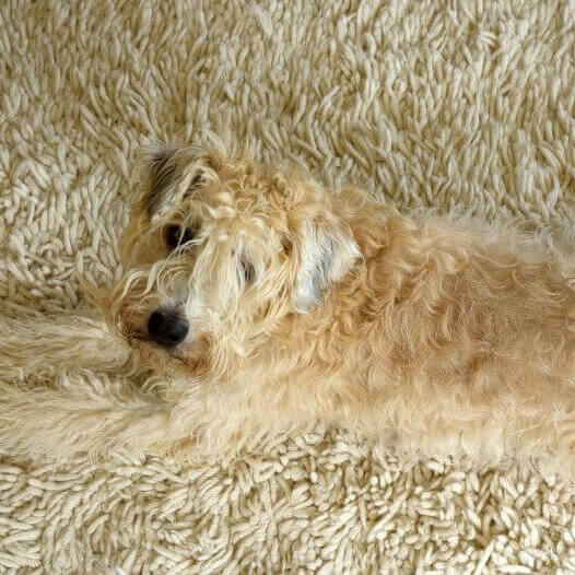 Terrier deitado no tapete