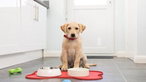 filhote de labrador amarelo com tigelas de comida