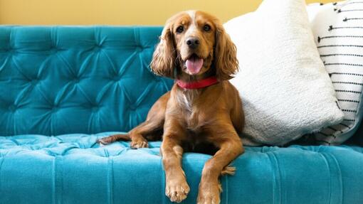 cachorro castanho sentado num sofá azul