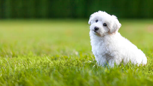 Filhote de cachorro branco Bichon Frise na relva.