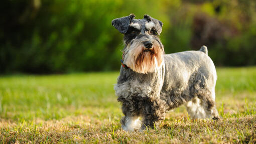 Schnauzer miniatura a correr na relva.