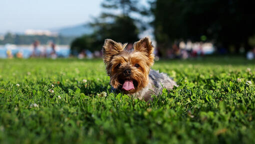 Yorkshire Terrier deitado na relva com a língua de fora.