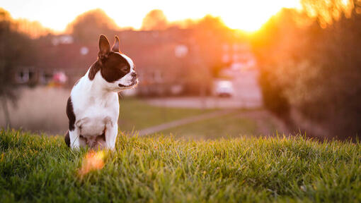 Boston Terrier na relva com pôr do sol ao fundo