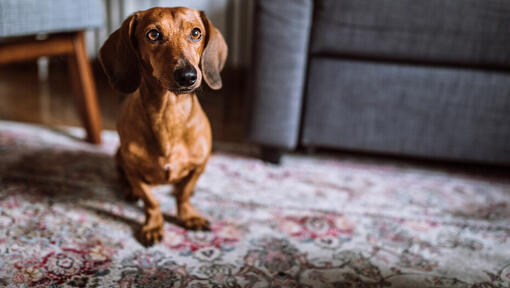 Dachshund castanho no tapete em frente a cadeira cinzento