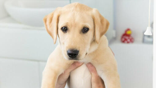 Filhote de Golden Retriever a ser retido.