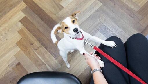 Filhote de Jack Russell Terrier na trela vermelha, a brincar com o dono.