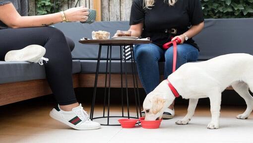 filhote de labrador a beber água debaixo da mesa do café