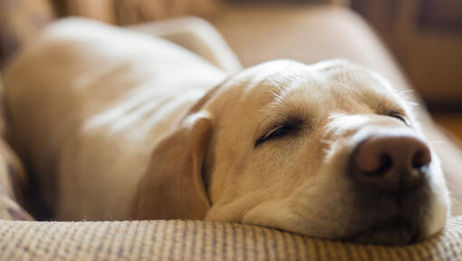 Golden Labrador Retriever deitado a dormir.