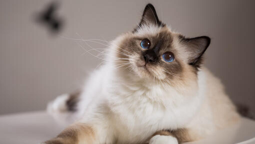 gato ragdoll