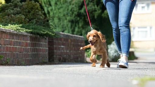 cachorro em passeio