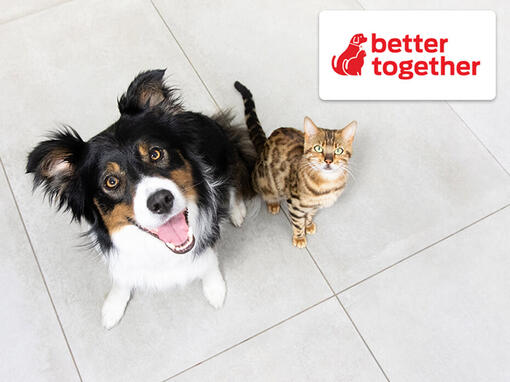 Logo Clube Purina com cão e gato