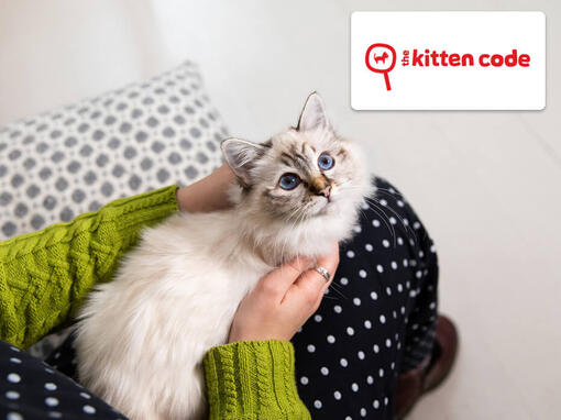 Logo Mundo do Gatinho e gatinho