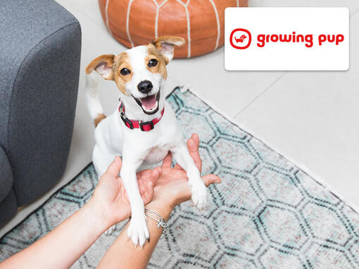 Logo Mundo do Cachorro com cão