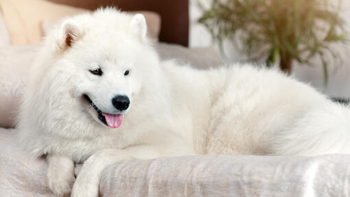 Filhote de cachorro Samoieda deitado no sofá com a língua de fora.