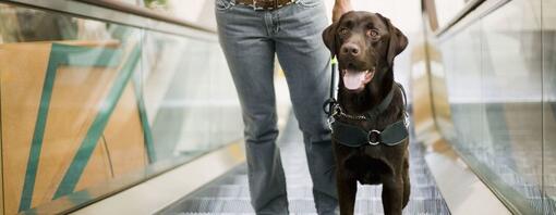 Labrador chocolate na escada rolante com a língua de fora.