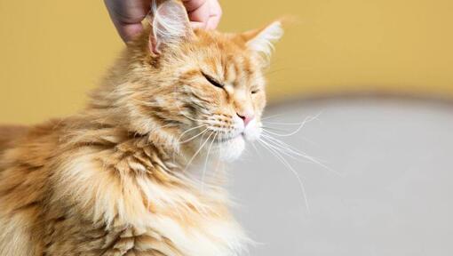 Gato laranja a ser arranhado